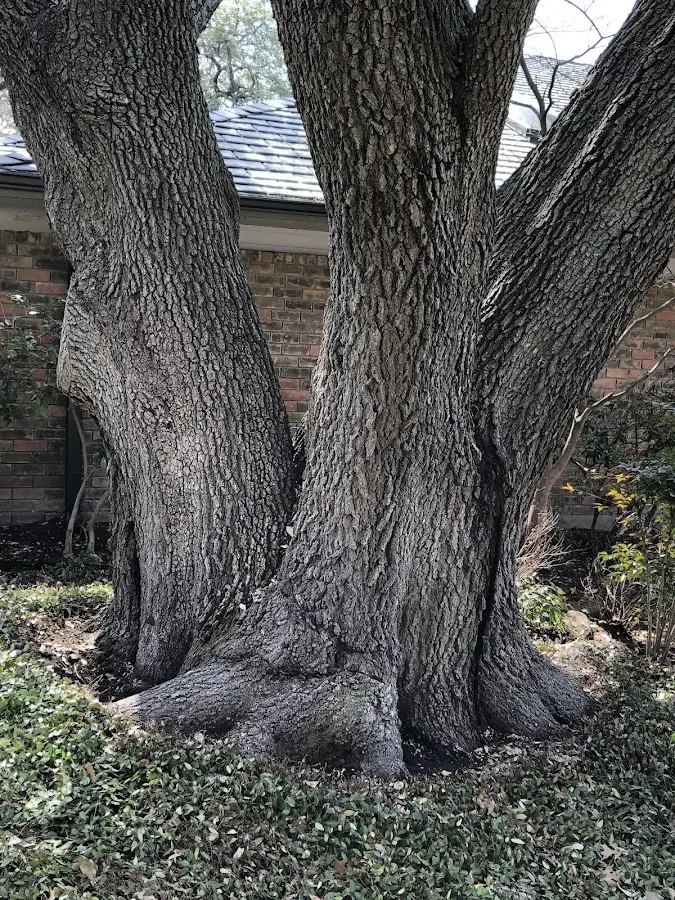 Mature heritage tree close to a Nineveh property cared for by certified arborists